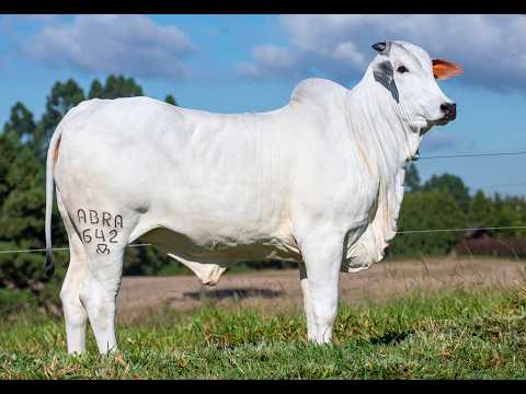 LOTE 02 ABRA 642