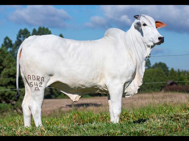 LOTE 02 ABRA 642