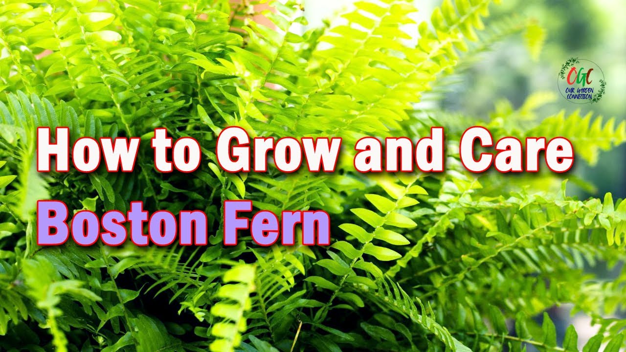 How to Grow and Care Boston Fern 
