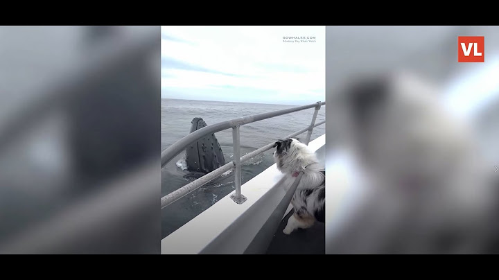 Pogledajte presladak trenutak kada je pas prvi put vidio kita i potpuno se oduševio