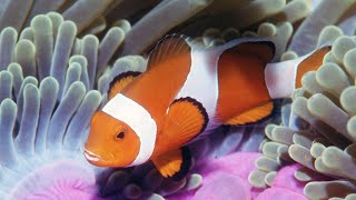 Clownfish & Sea Anemones