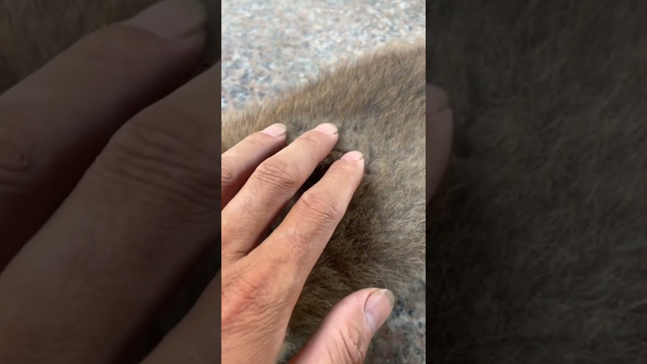 So pity baby dog sick 