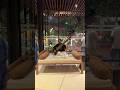 Veena Playing | Soulful | Radisson Blu Lonavala