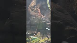 Kertenkele #aquarium #fish #yavruhayvanlar