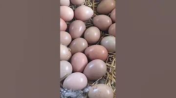 بيض دجاج الفرعوني 