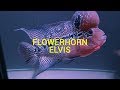 FLOWERHORN. ELVIS.