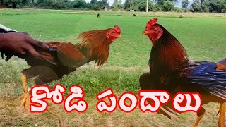 Chicken betting in full swing I News18 Telugu