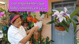 Mis ORQUÍDEAS Florecen cada día más con estos  Fertilizantes