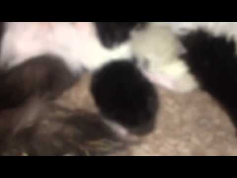 Maggie's babies