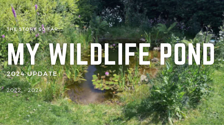 Building a Wildlife Pond Part 4 - All of 2024