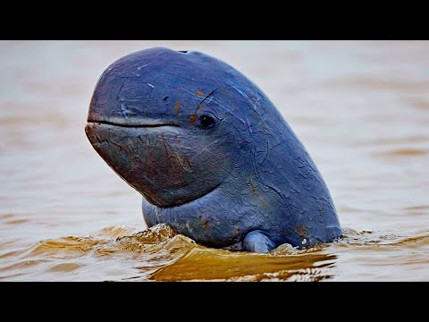 Video: Irrawaddy delfin. Beskrivelse av den truede arten