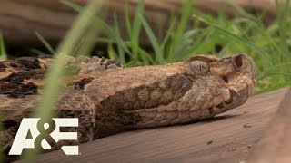 Billy the Exterminator: Mad Rattler | A&E Resimi