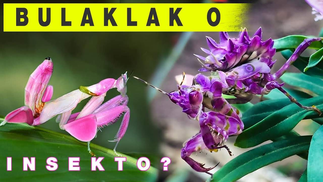 Bulaklak o Insekto?