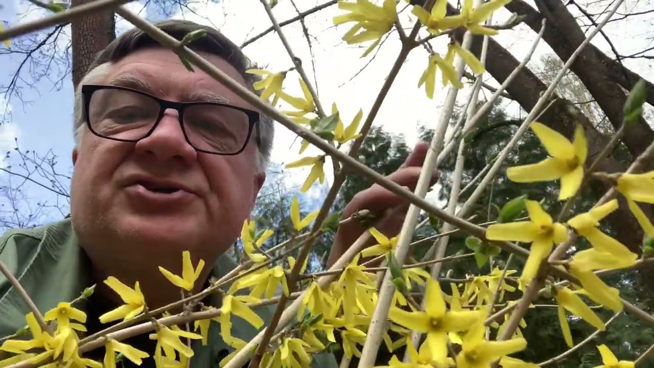 Секрет ежегодного цветения форзиции!