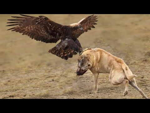 فيديو: هل تهاجم النسور الكلاب؟