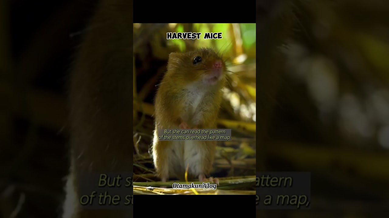 Harvest mice 