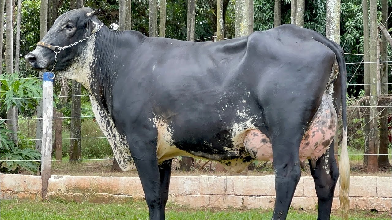 Lote 08 | 10º LEILÃO VIRTUAL JAVA PECUÁRIA - 25/02/2023 (DOMINGO) 17H