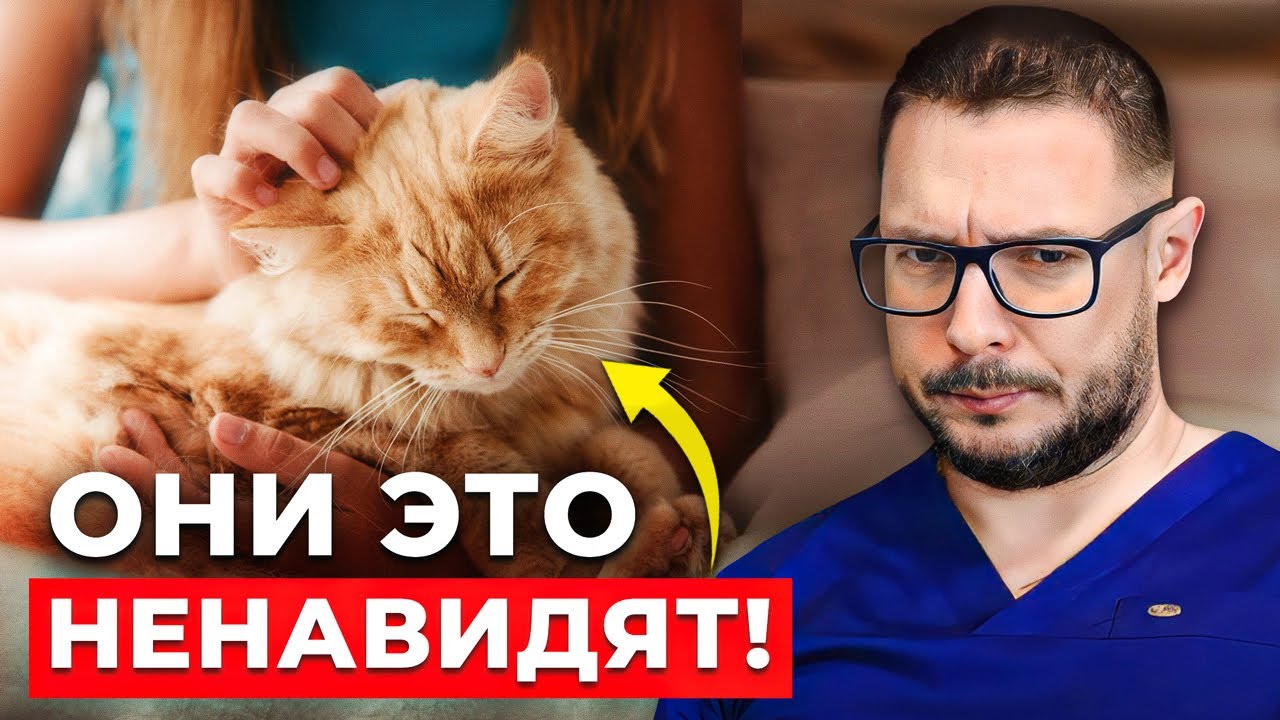 Ты ВРЕДИШЬ своей кошке делая ЭТО! Ужасные ошибки хозяев… - YouTube