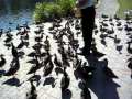Duck Feeding 1