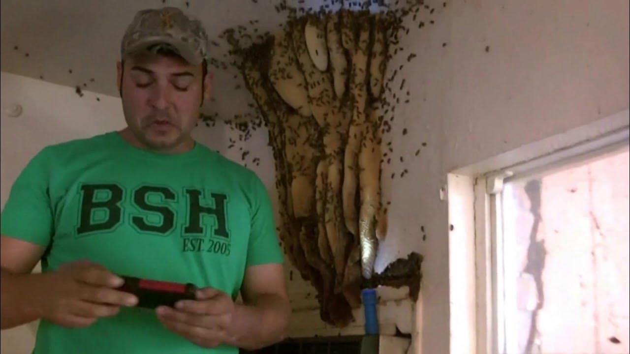 Bee Hive Removal Exposed Hive Indoors By Luis Slayton Of Bee Strong Honey And Bee Removal Part