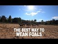 Weaning Foals - A Big Job for Late Summer Episode 8 Low Country Cowboys
