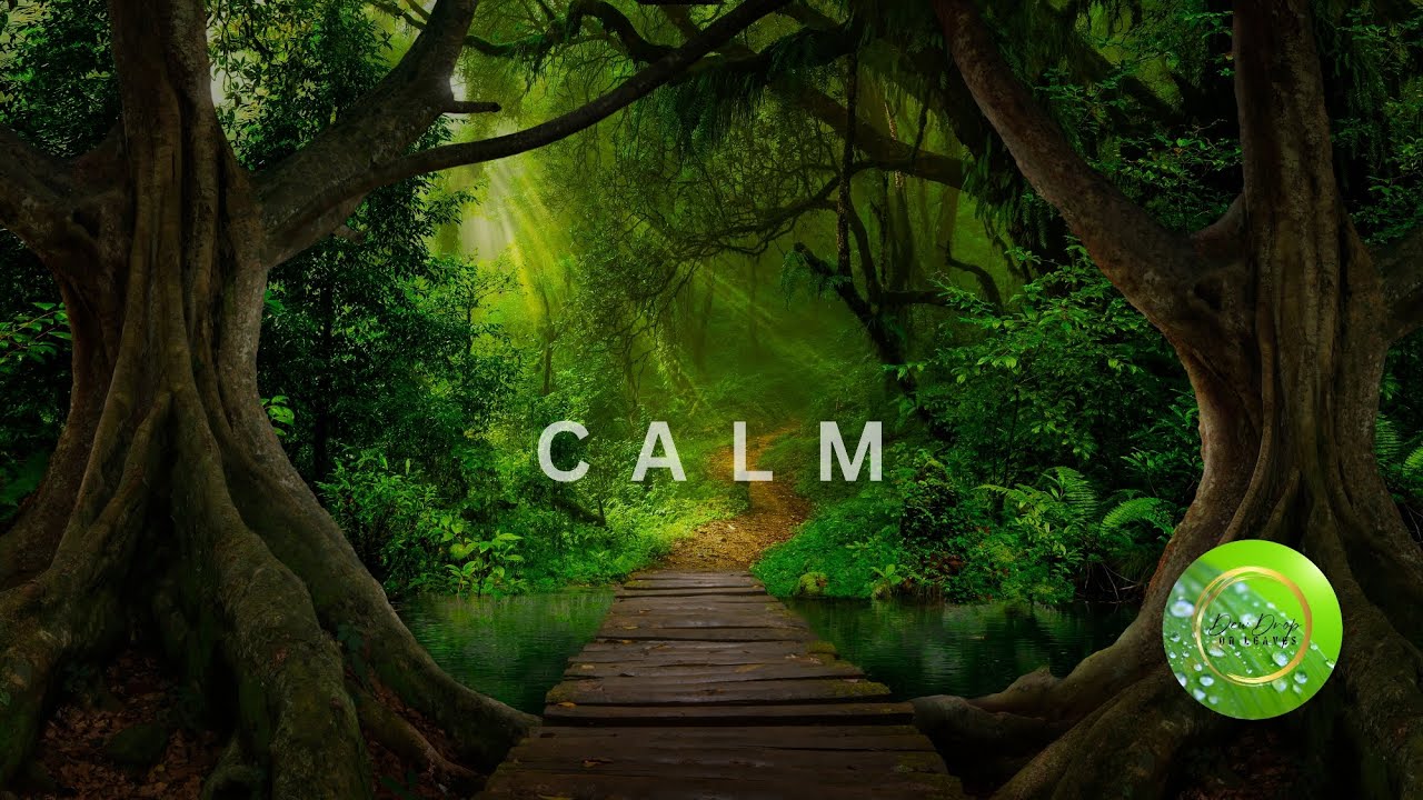 Soothing Birdsong Melodies: Music for Serenity #relaxingmusic #calm # ...