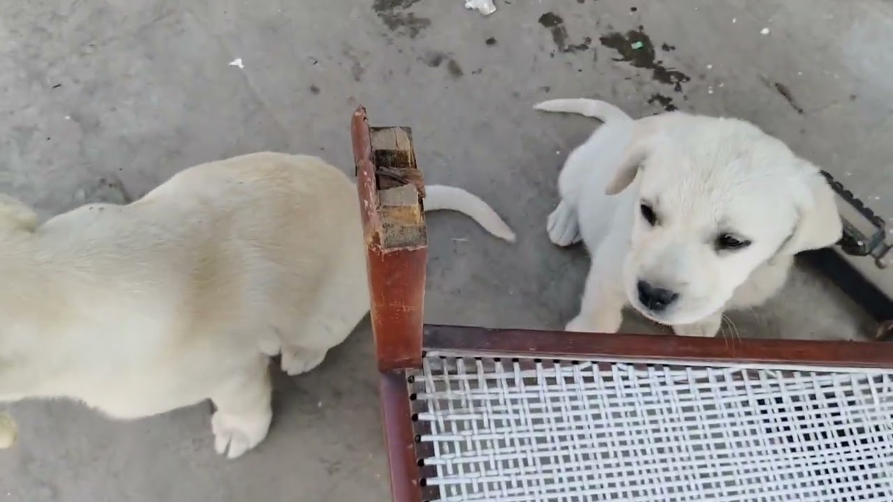 Radhe🙏#Dhruv ki sandal mil gai😜😜