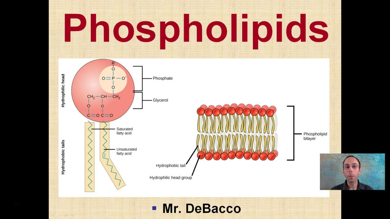 Phospholipids