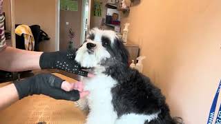 Haare an der Schnauze kürzen und stylen