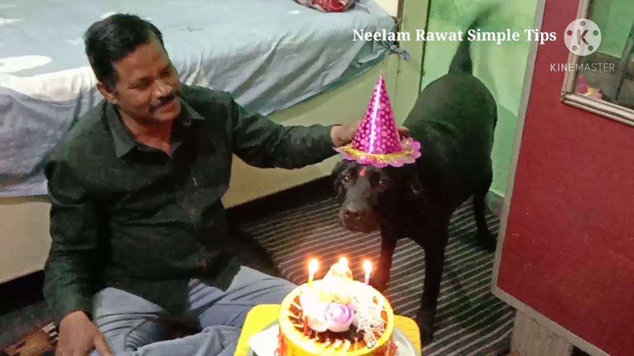 Dog birthday party  ll My Labrador Dasiey Happy Birthday Vlog || 8 March ll