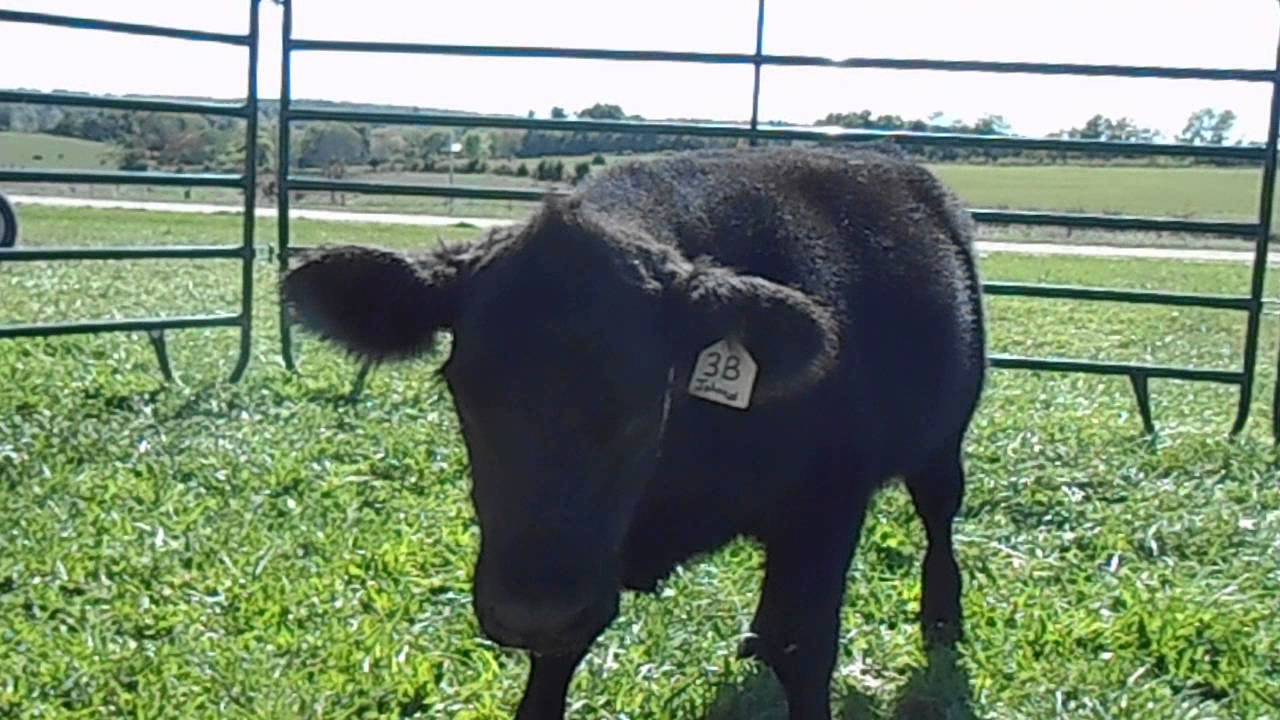 Black Ridge Cattle, BRCC Johnny(Mossy Oak son) X Angus, March heifer ...
