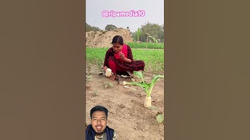 MENCURI TANAMAN DI LADANG ⁉️