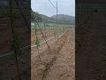 다축재배 방법(“사과농사, 다축재배가 답이다”)