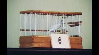 russian canary singing competition