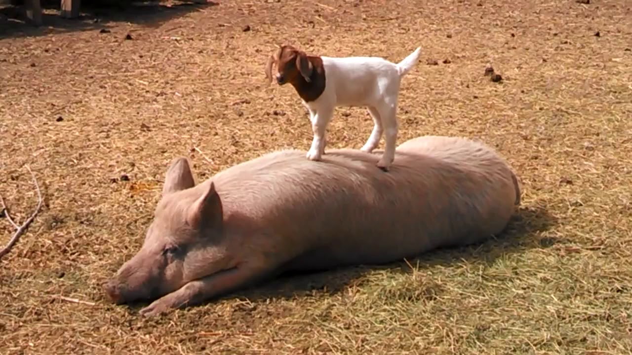 ⁣Pig and Goat