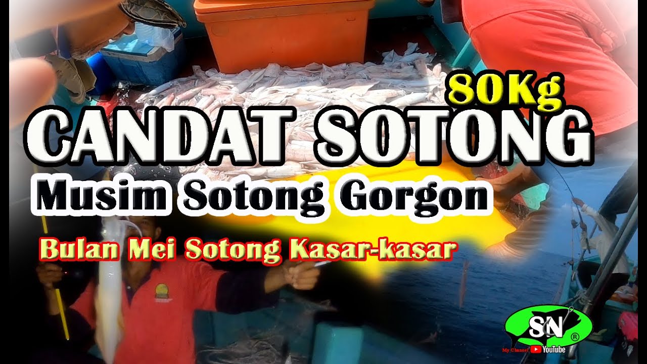 CANDAT SOTONG - Sotong Gorgon !!! Bulan Mei Sotong Kasar-kasar