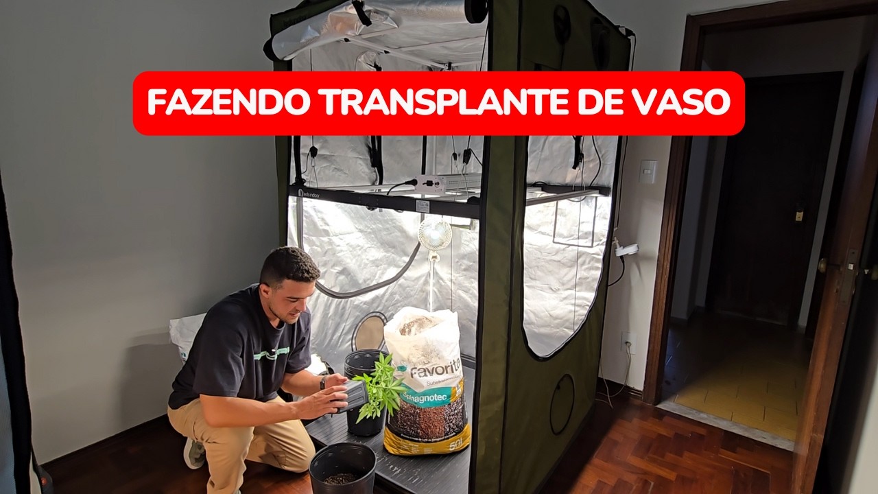 Fazendo o transplante de vaso no cultivo indoor