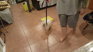 5lbs Nervous Maltese Transformation | Jersey City Dog Training
