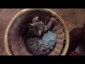 # le chat qui range le linge ou qui veut le garder