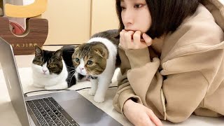 猫のかまちょが凄いので床で会議していたら大変なことに…汗
