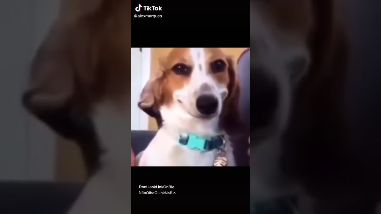 Dog evil smile - YouTube