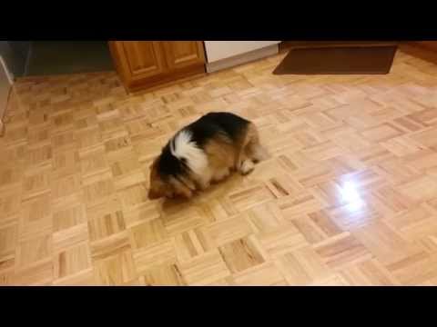 Funny twirling dog gets treat stuck on butt