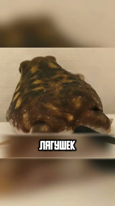 САМАЯ МИЛАЯ ДОЖДЕВАЯ ЖАБКА🤗🥰 - YouTube