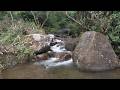 Golden Mist Rising from a Forgotten Forest Waterway | Calming Birdsong and River Sounds