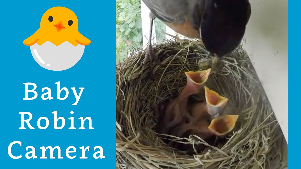 Robin Nest Camera - June 26, 2025 🪺 Baby bird livestream 🐣🐣🐣