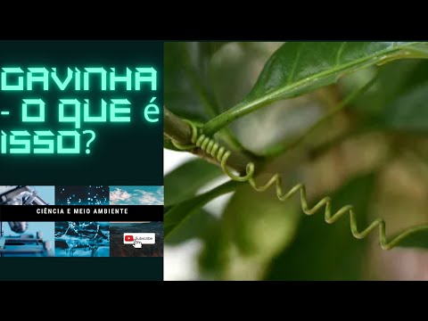 Vídeo: O que significa gavinha?