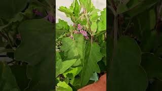 #pollination #brinjal #eggplant #eggplant flowers dropping off #hand pollination of eggplant