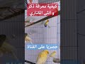معرفة ذكر الكناري و انثى الكناري طريقة سحرية لمعرفة الذكر من الانثى حصريا على قناة شوف كناري