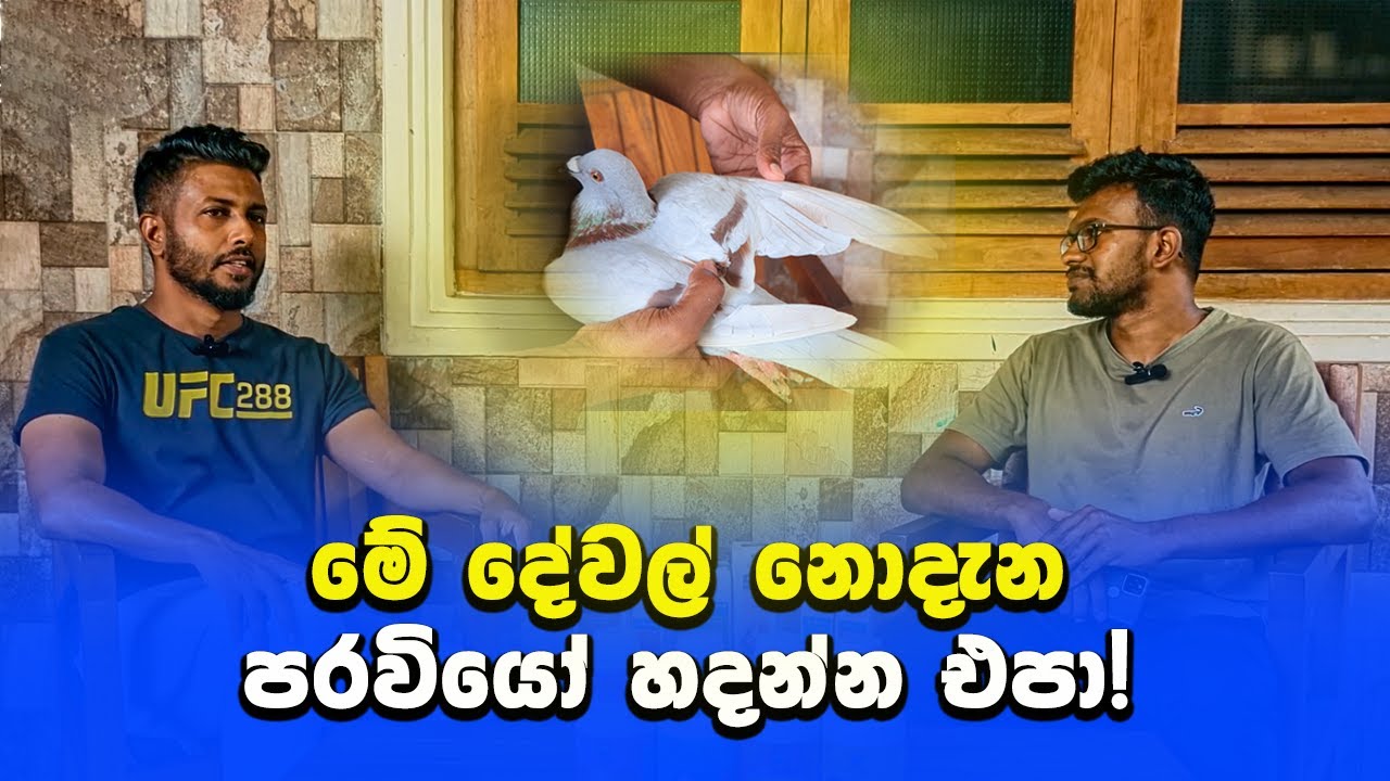 පරවියෝ හදන්න කලින් මේ දේවල් ගැන හිතුවද? -  Loft De Anfaz Matale