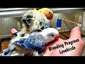 African lovebirds breeding progress